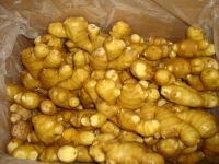 Sell High Quality Grade A Fresh Ginger for Export