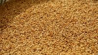 SELL High Quality Grade A Sesame Seeds from Nigeria