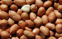 SELL Grade A High Quality Peanut from Nigeria