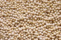 SELL High Quality Grade A Soybeans from Nigeria
