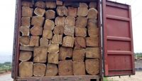 SELL KOSSO WOOD High Quality Kosso Tree Wood from Nigeria