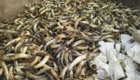 SELL Natural White Cow Horns from Nigeria