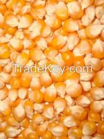 Yellow corn, Maize