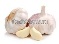 Fresh White Garlic