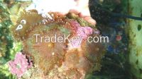 Green Knobby or berrylike coral