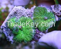 Hairy mushroom coral