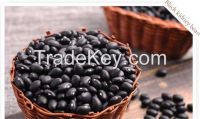 Black kidney bean exporter