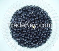 Black beans big black beans with competitive price