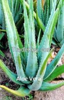 Organic Aloe vera fresh leaves