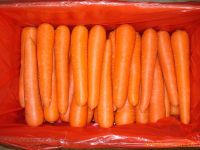 High quality Organic fresh carrot