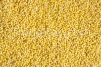 Yellow millet