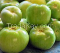 Fresh Green Tomatoes