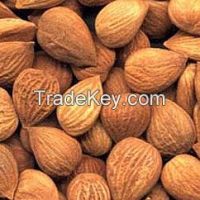 Apricot Kernels