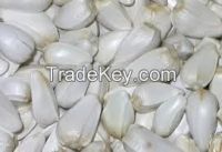High quality White Safflower Seeds