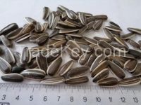 CONFECTIONARY STRIPED SUNFLOWER SEEDS Jaguar in shell for roasting