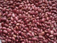 Sell Japanese Type Red Kidney Beans