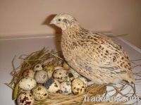 We sell Quail Eggs and Quail Meat