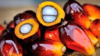 Organic Crude Red Palm Oil