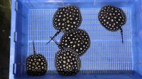 Black Diamond Stingray Fishes For Sale