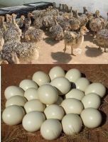 Fertile Ostrich Eggs and Chicks for sale