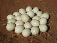 Fertile Ostrich Eggs Hatching Ostrich Eggs