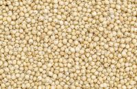 sorghum grain seed
