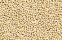 sorghum grain seed