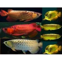 arowana fish for sale