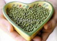 Green Mung Beans of the superior quality from sunny Uzbekistan!