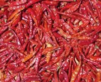 Dry Red Chilies