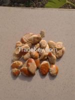 kilograms of Irvingia Gabonesis seed, bush mango seed, ogbono seed