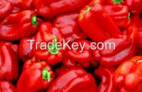 red bell Peper, Ajies morron yellow, green pepper