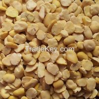 high quality dry Broad Bean fava bean faba bean