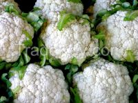 Fresh Frozen vegetable cauliflower