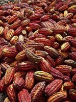 High Quality Dried Cocoa Beans