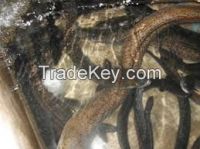 SELL EEL FISH