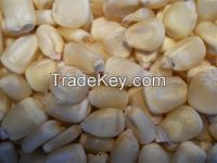 Dry Yellow Corn For Animal Feed.