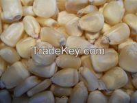 Dry Yellow Corn / White corn Premium Quality