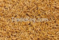 Hard wheat