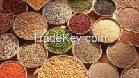 Wholesale High quality Chenopodium white quinoa
