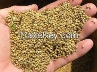 dried white millets french white millet