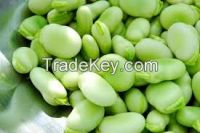 New crop dry Broad Bean export