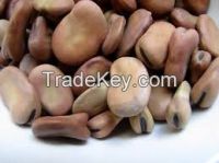 Dried Broad Beans