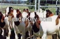Live and Pregnant Boer Goats