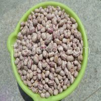 light speckled beans