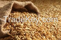 Barley, Buckwheat, castor seeds, Chia seeds, Rapeseed/Canola Seeds/Mustard Seeds/Castor seed