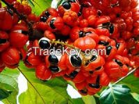 Guarana Seed Extract