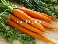 Sweet Fresh Carrots