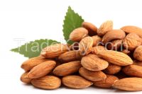 Organic Bitter Almonds / Almond nut /Almonds kernel