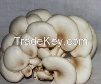 Oyster Mushroom